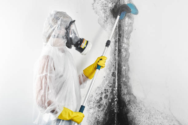 Best Forensic Mold Investigation  in Willoughby Hills, OH