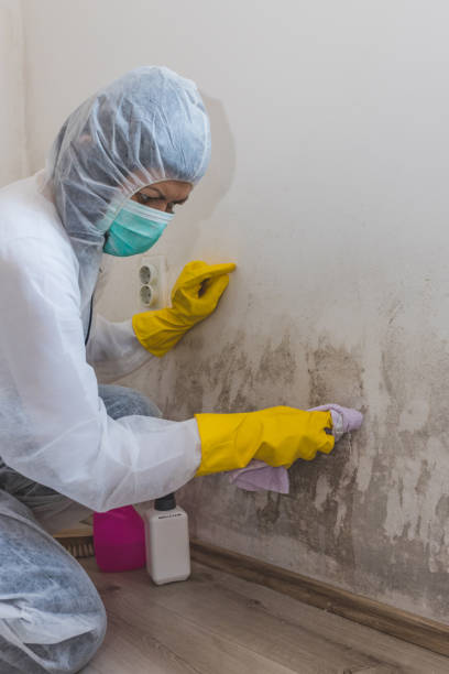 Best Mold Damage Restoration  in Willoughby Hills, OH