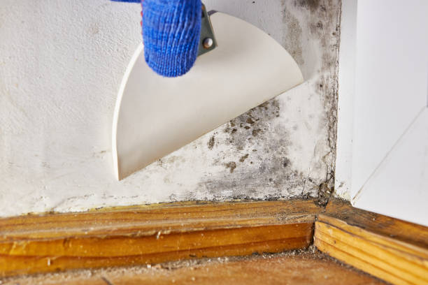 Best Dehumidification Services  in Willoughby Hills, OH