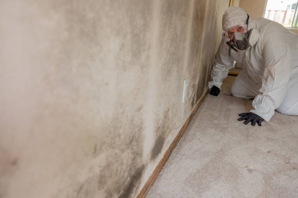 Best Real Estate Mold Inspection  in Willoughby Hills, OH